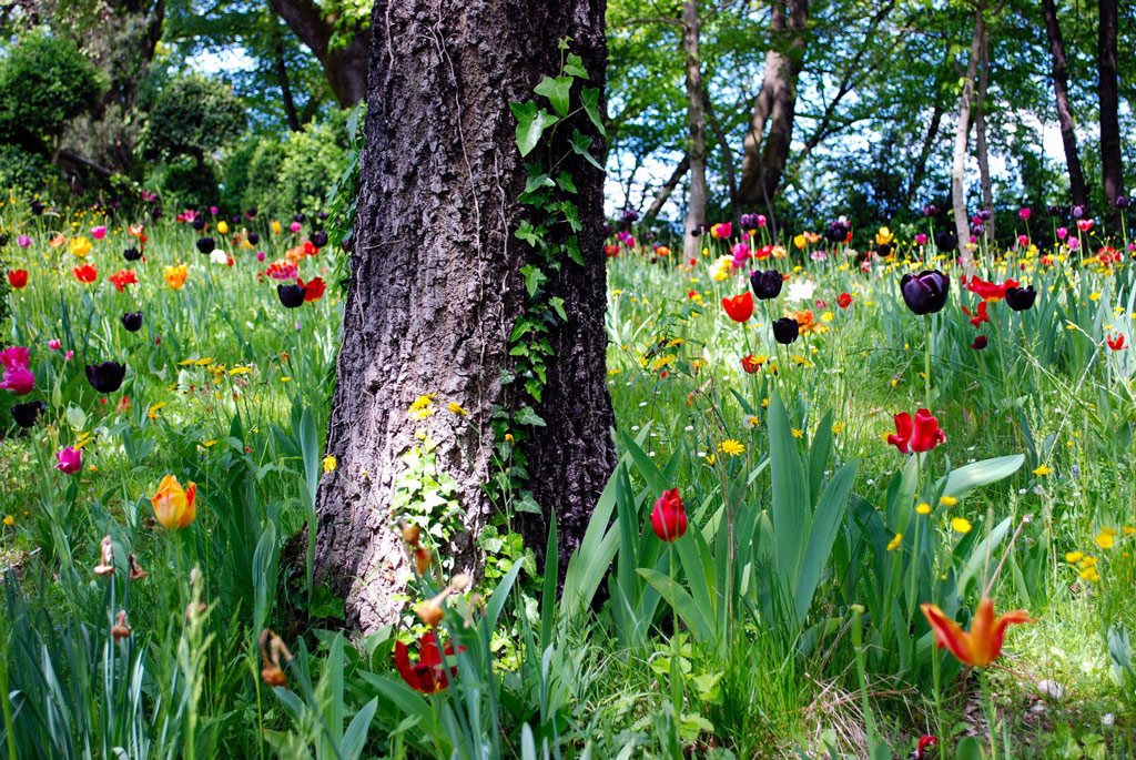 Tulips, Parco Giardino Sigurtà