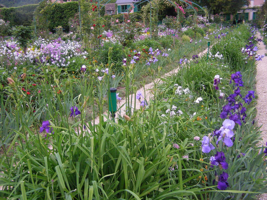 Blue Irises, Giverny