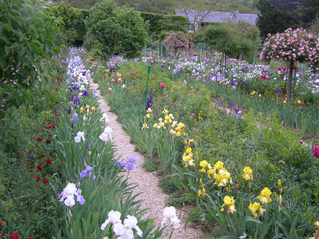 Irises, Giverny Garden