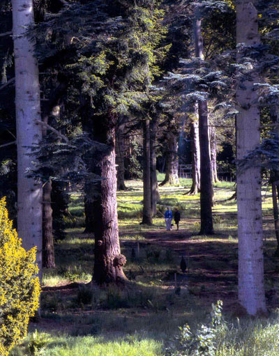 Pinetum, Glamis Castle Garden