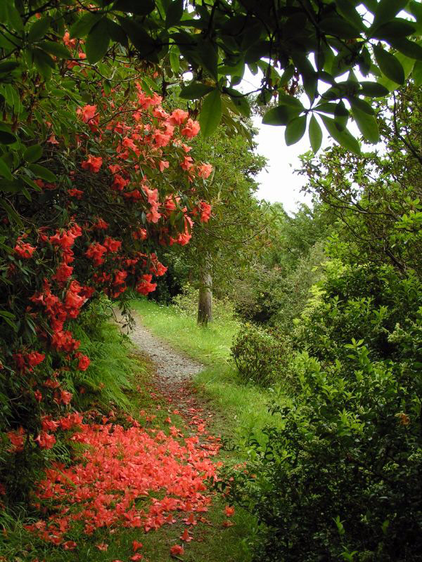 Glenarn Garden, Scotland