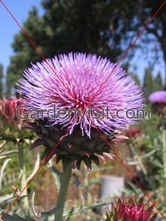 Globe Artichoke
