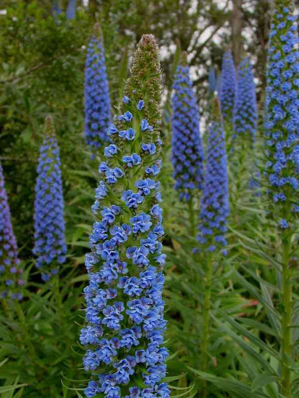 Golden Gate Park, San Francisco