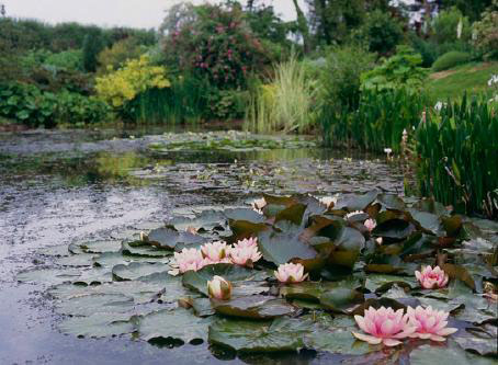 Goltho House Gardens & Nursery