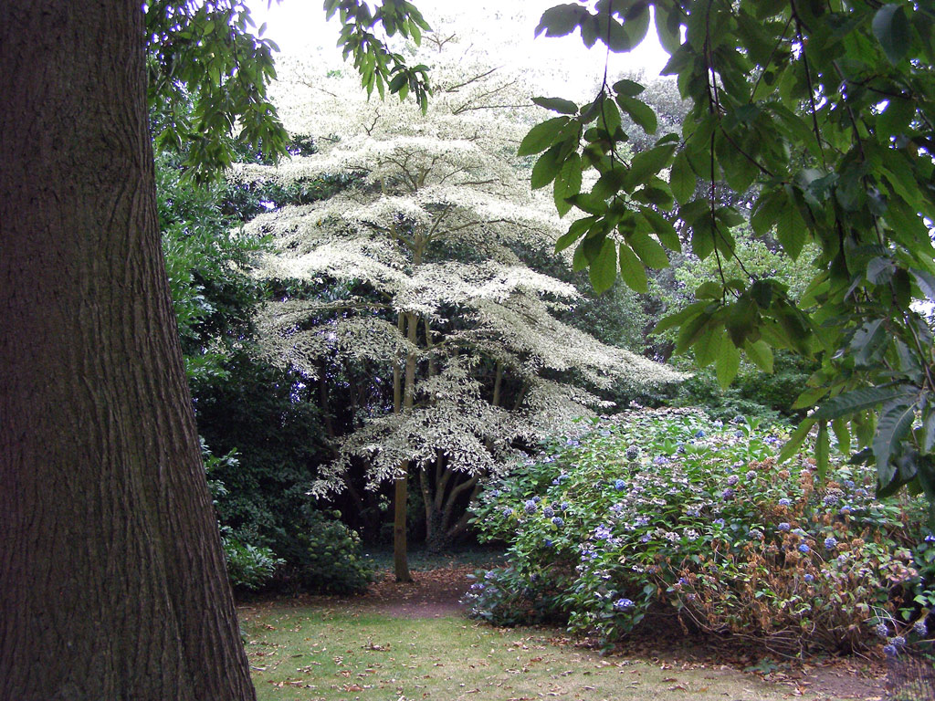 Cornus, Goodnestone Park Gardens