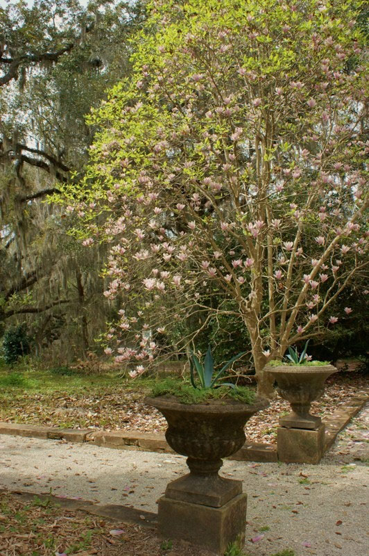 Goodwood House Gardens