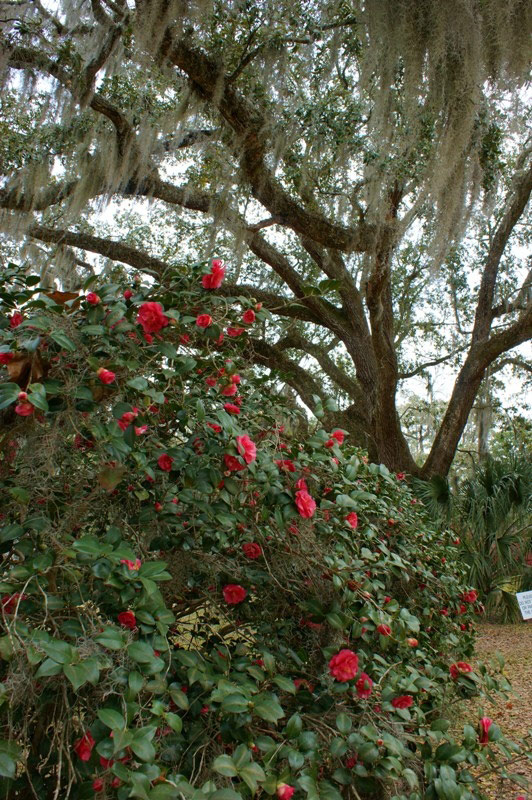 Goodwood Museum & Gardens, Florida