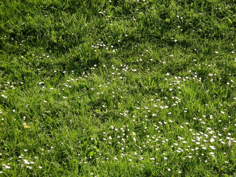 Grass and Daisies