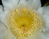 Greek flower