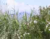 Greek Wild Flowers