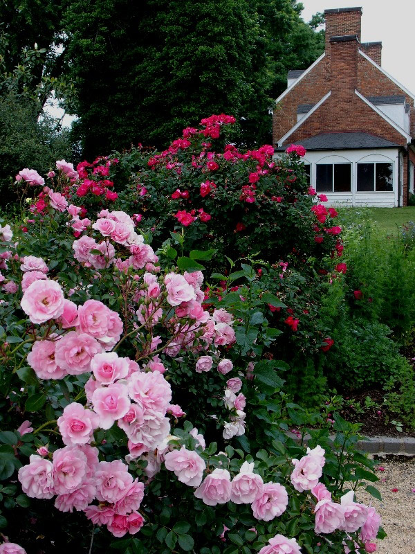 Roses, Green Spring Gardens
