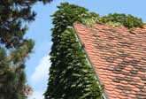 Ivy makes an old wall green