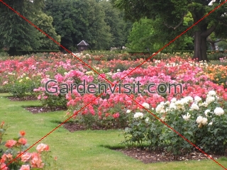 Greenwich Rose Garden