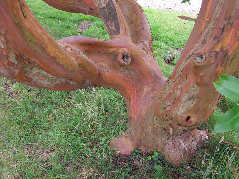 Arbutus andrachnoides, Greys Court Garden