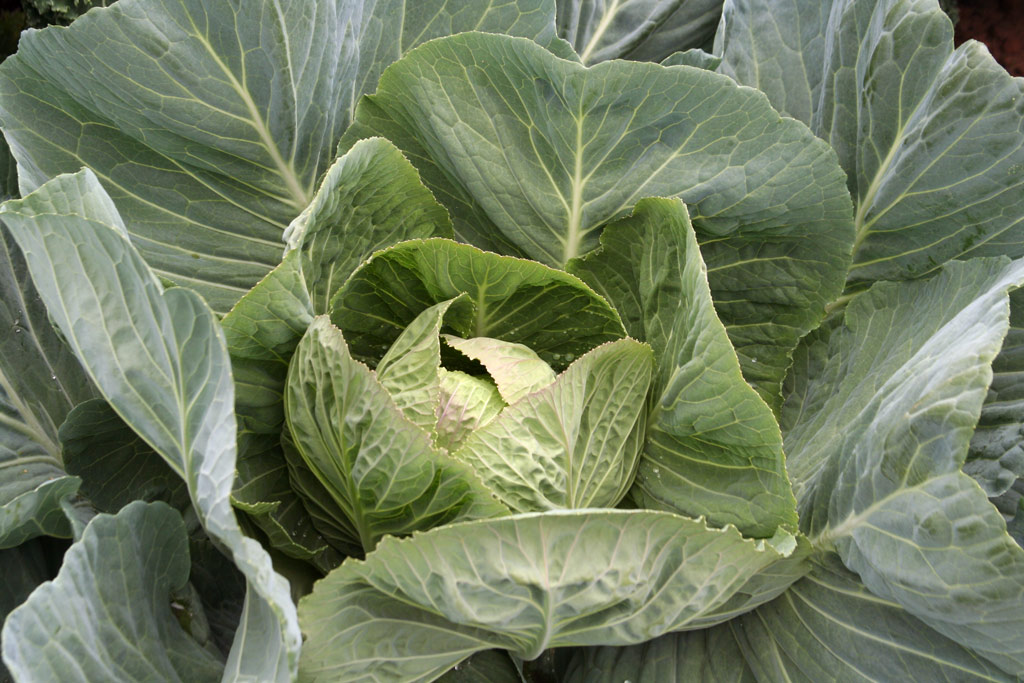 Growing Tastes Allotment Garden, Hampton Court Palace Flower Show 2009