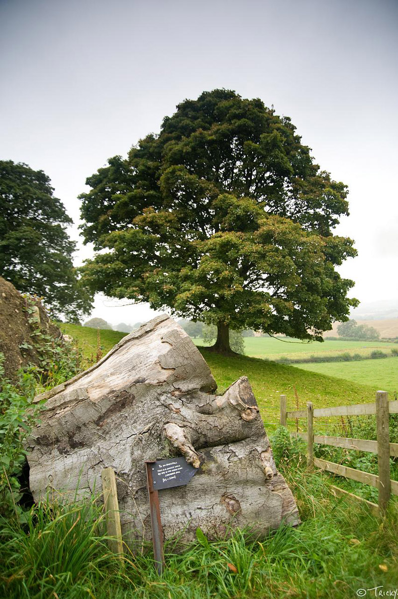 Hackfall Wood, North Yorkshire