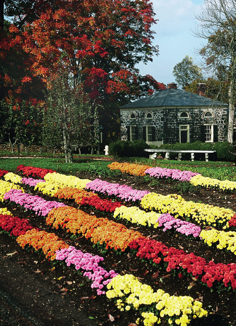 Chrysanthemums, E I du Pont Garden