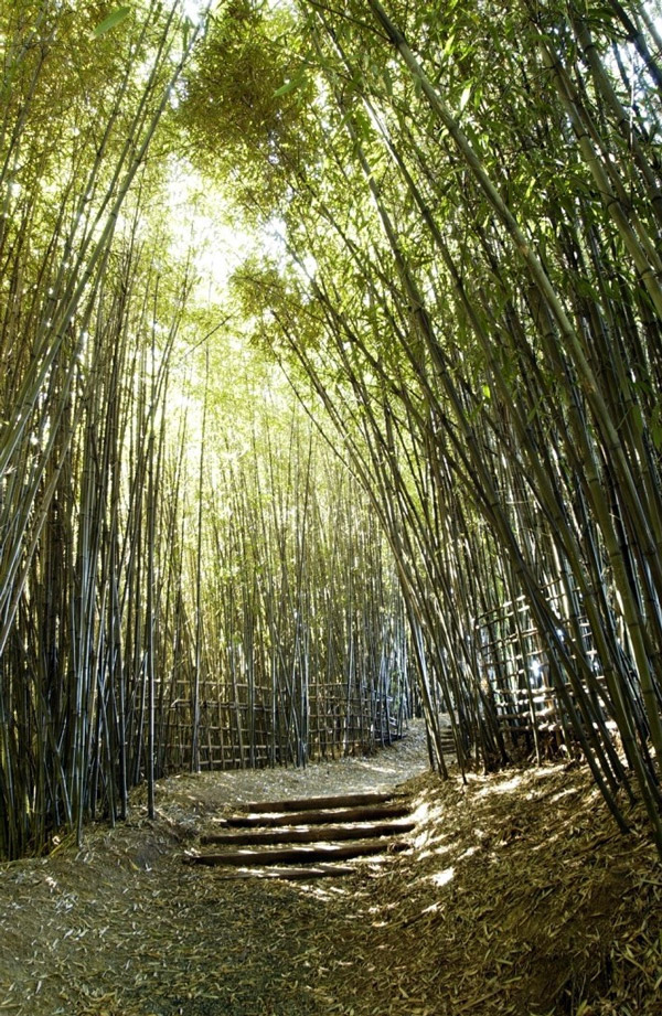 Bamboo, Hamilton Gardens
