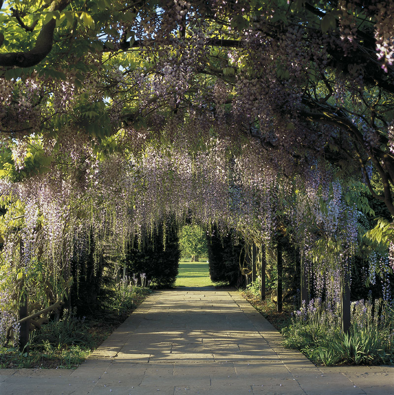 Wisteria Arch, Hampton Court Garden