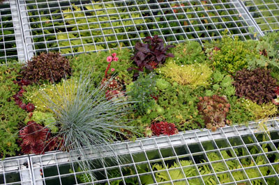 Full Frontal, designed by Heidi Harvey & Fern Alder, Hampton Court Palace Flower Show 2007