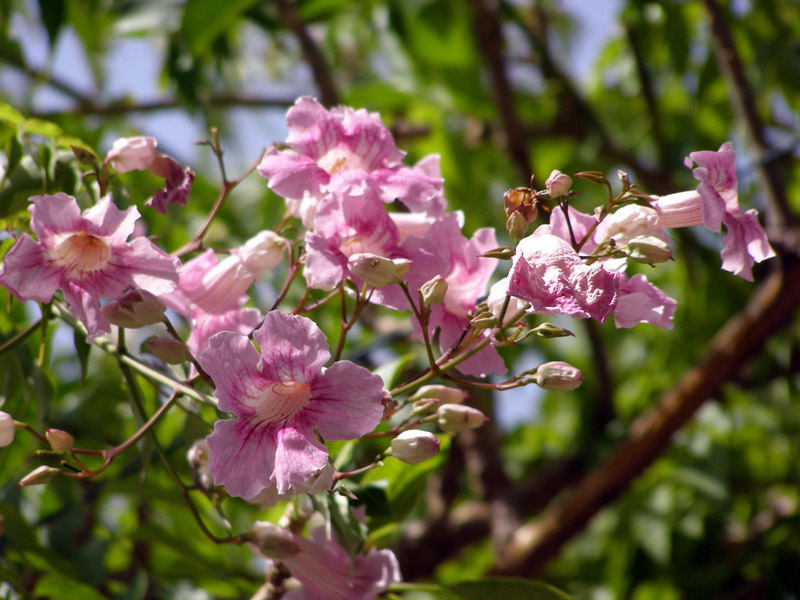 Pandorea Jasminoides, La Mortola - Giardini Botanici Hanbury