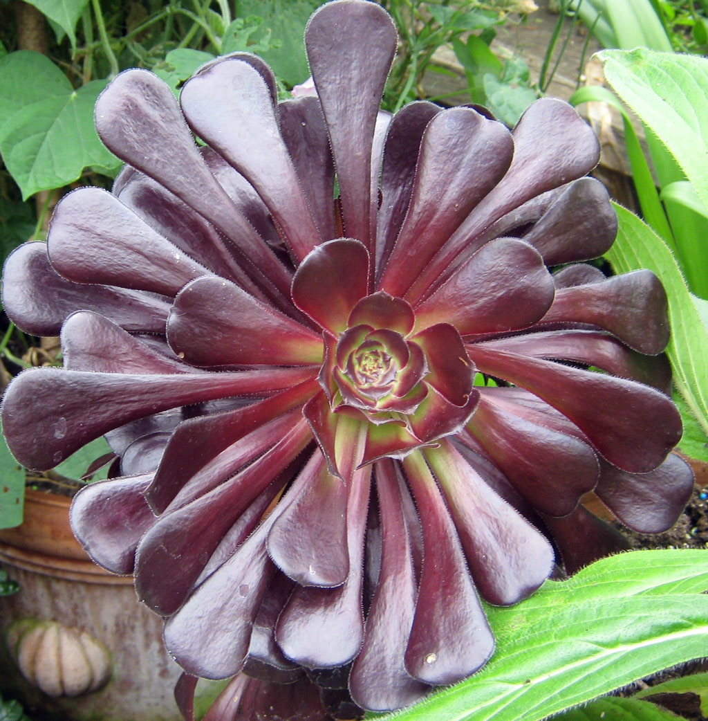Hanham Court Gardens, Summer 2009