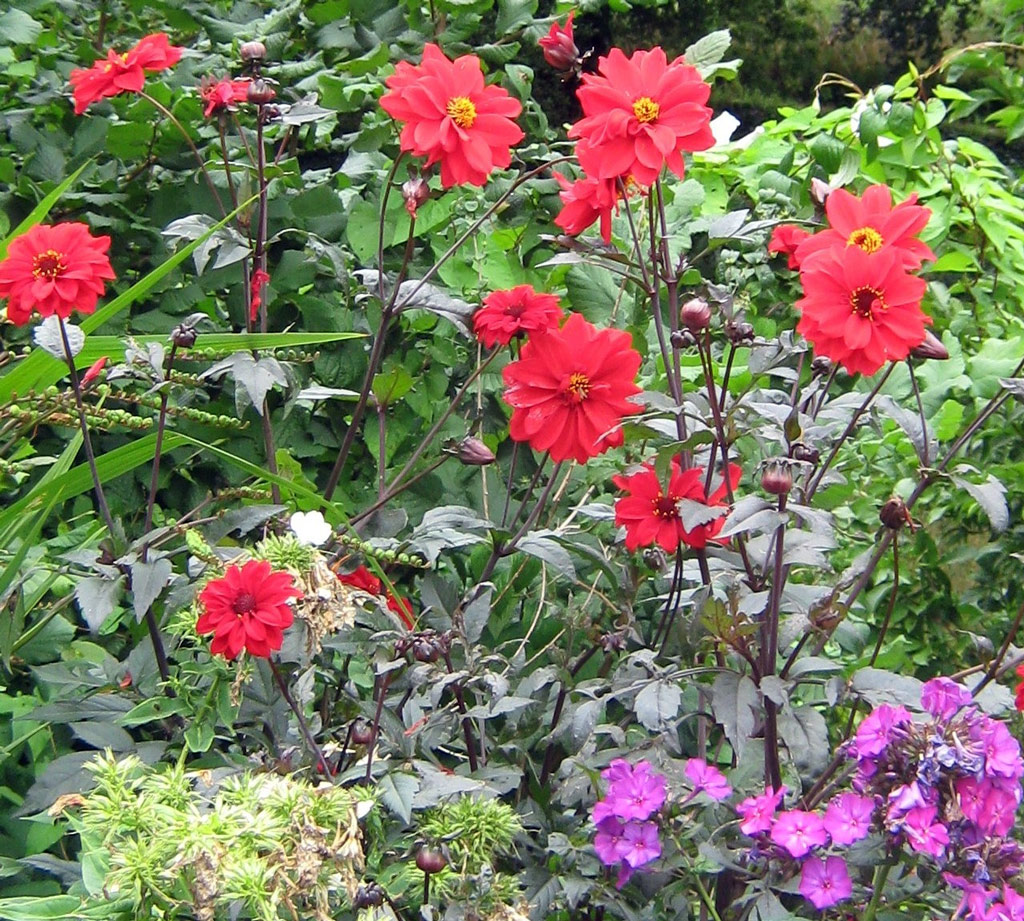Dhalias, Hanham Court Gardens