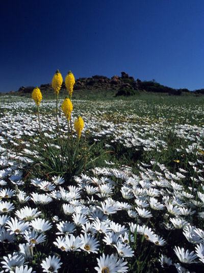 Hantam National Botanical Garden