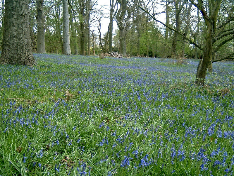 Harcourt Arboretum, Oxfordshire