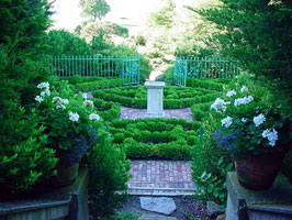 Harkness boxwood garden