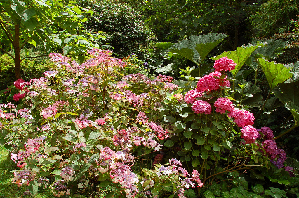 Hartland Abbey Gardens James Stringer