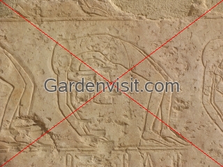 Acrobat carving Hatshepsut Temple