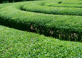 Hedge