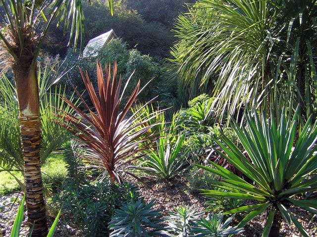 Henstead Exotic Garden, August