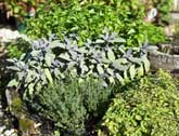 Modern herb garden