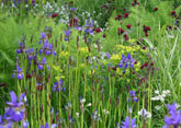 Perennial planting design