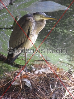 Heron Regents Park
