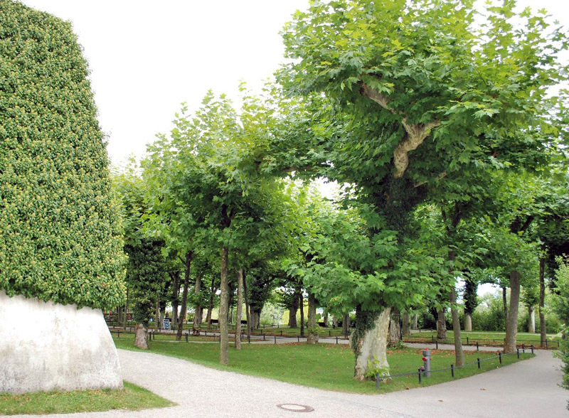 Plane Trees, Herrenchiemsee