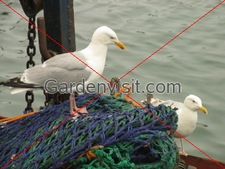 Herring Gulls