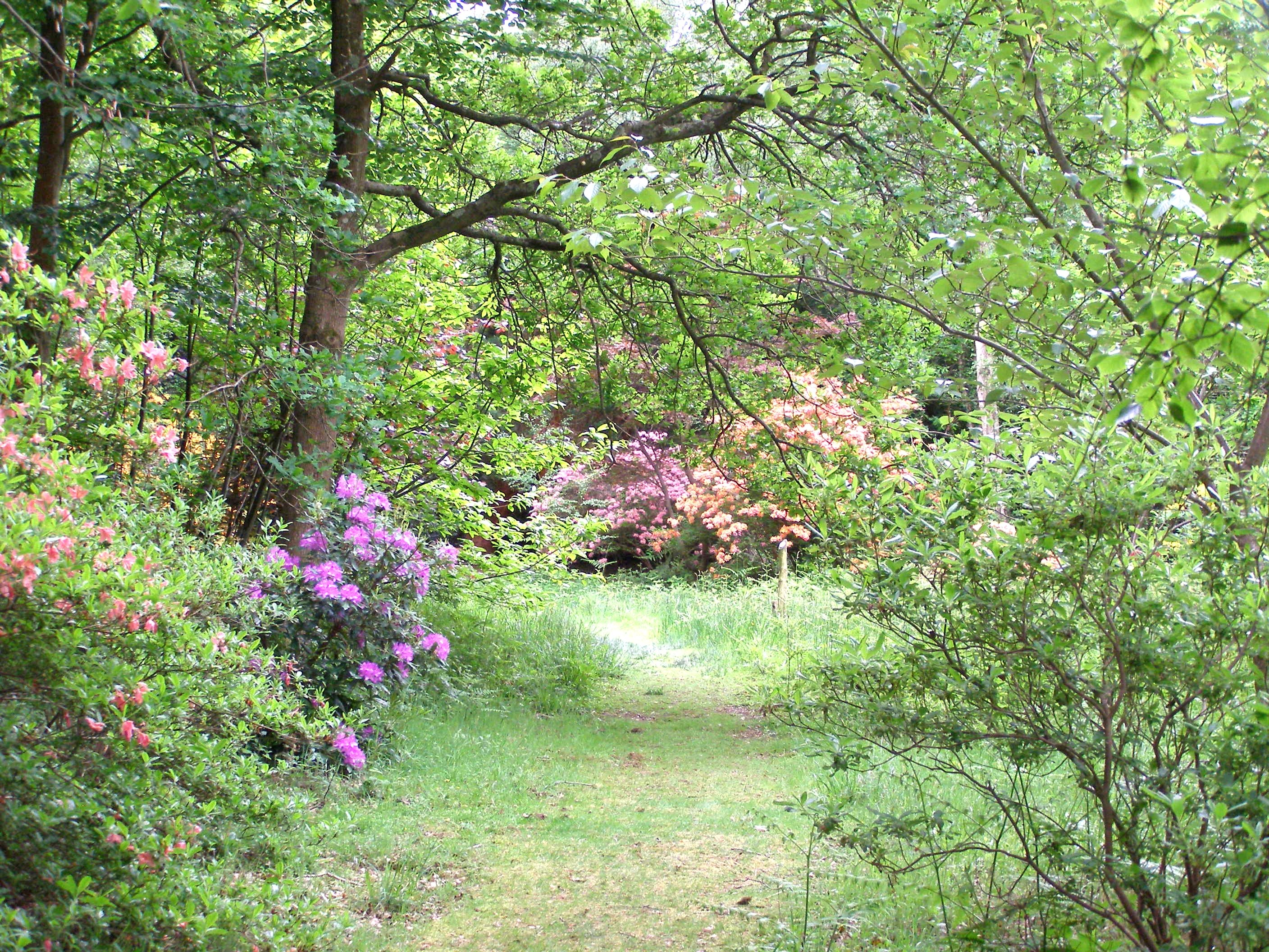 Woodland at Herstmonceux