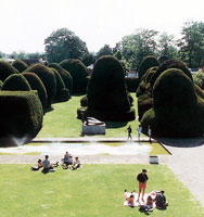 Heslingtonhall yews