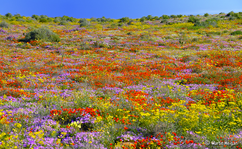 Hester Malan Wildflower Garden Martin Heigan