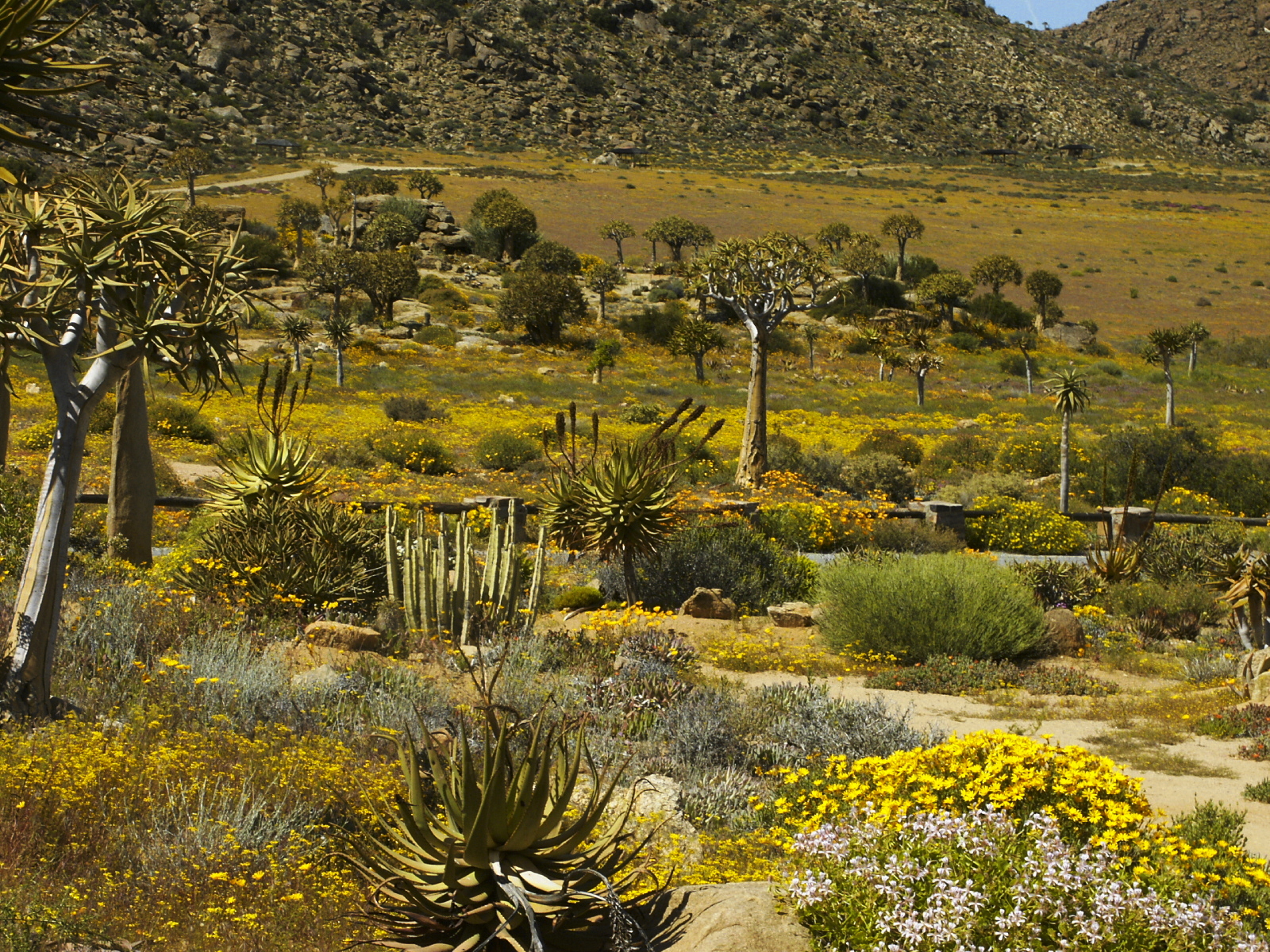 Hester Malan Wildflower Garden Wikimedia