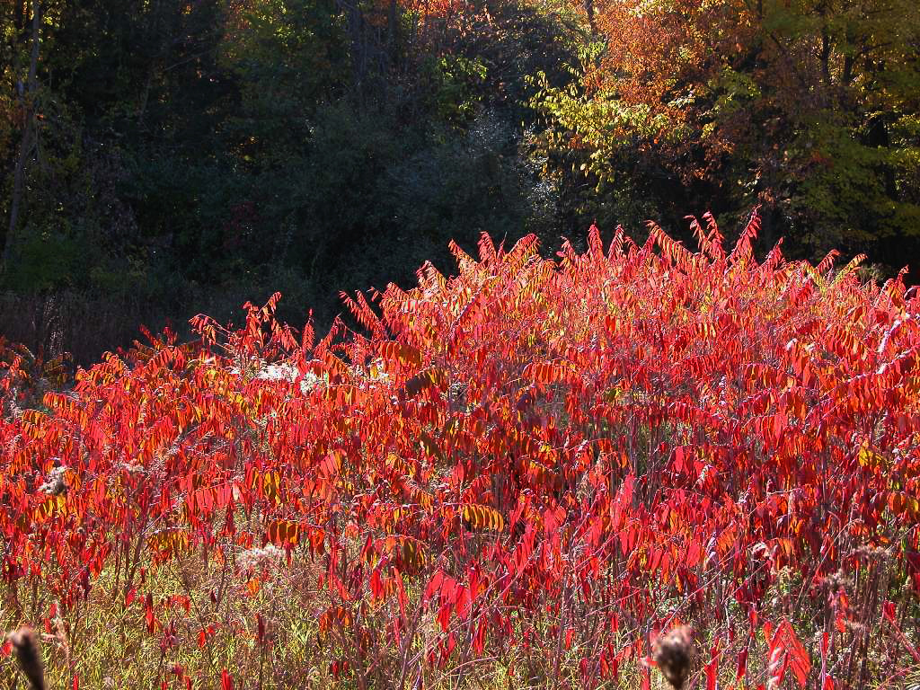 Hidden Lake Gardens Julie Falk