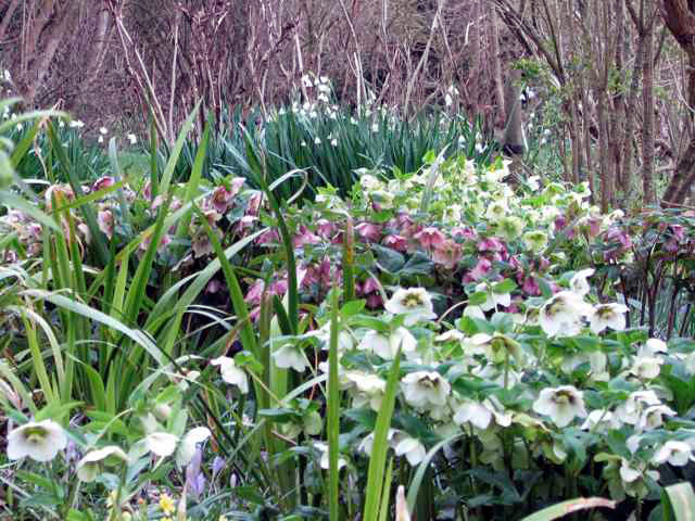 Helleborus orientalis, Highdown Gardens
