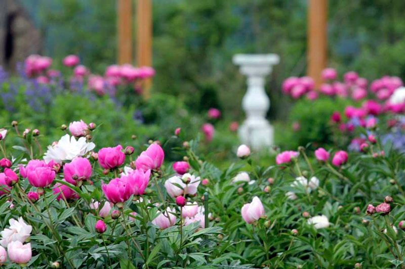 Hildene Garden, VT