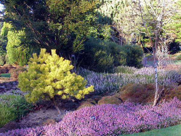 Sir Harold Hillier Garden and Arboretum in January