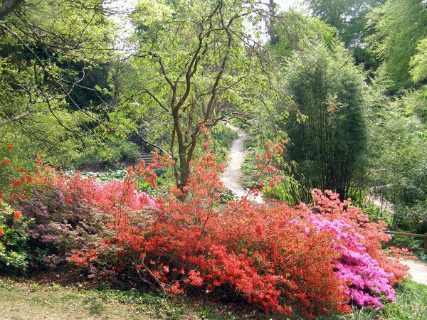 Japanese Azaleas, Sir Harold Hillier Garden and Arboretum