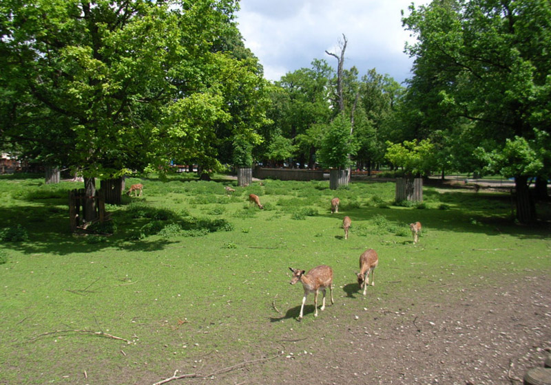Deer, Hirschgarten