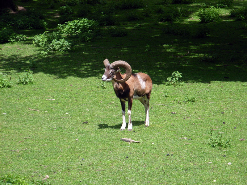 Hirschgarten, Germany